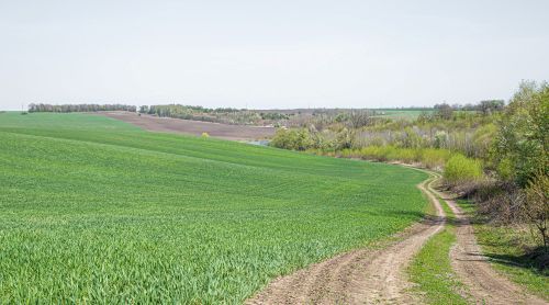 שדה ירוקה זרועה
